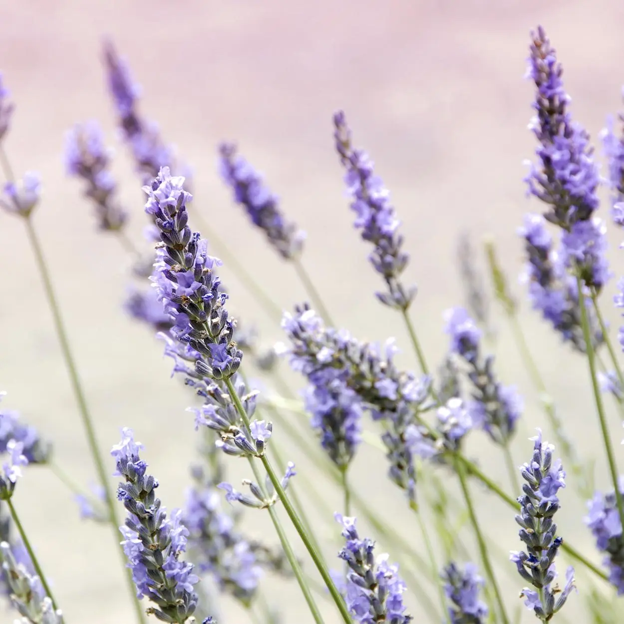 benefícios do óleo essencial de lavanda