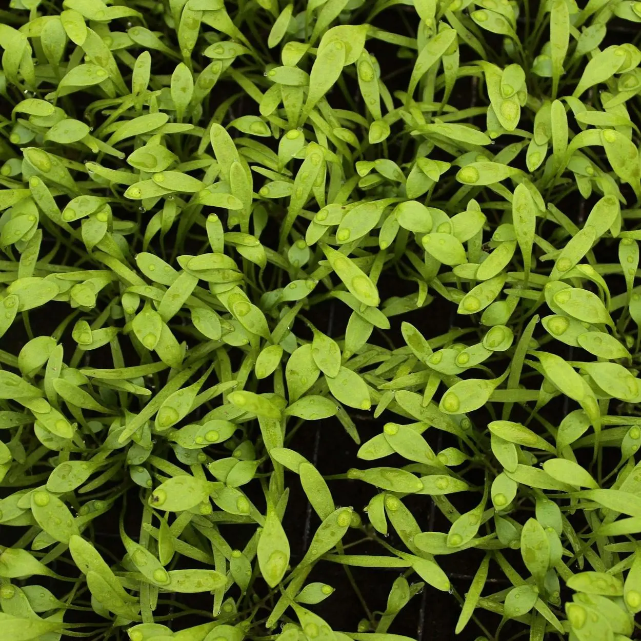 plantas alimentícias não-convencionais 2