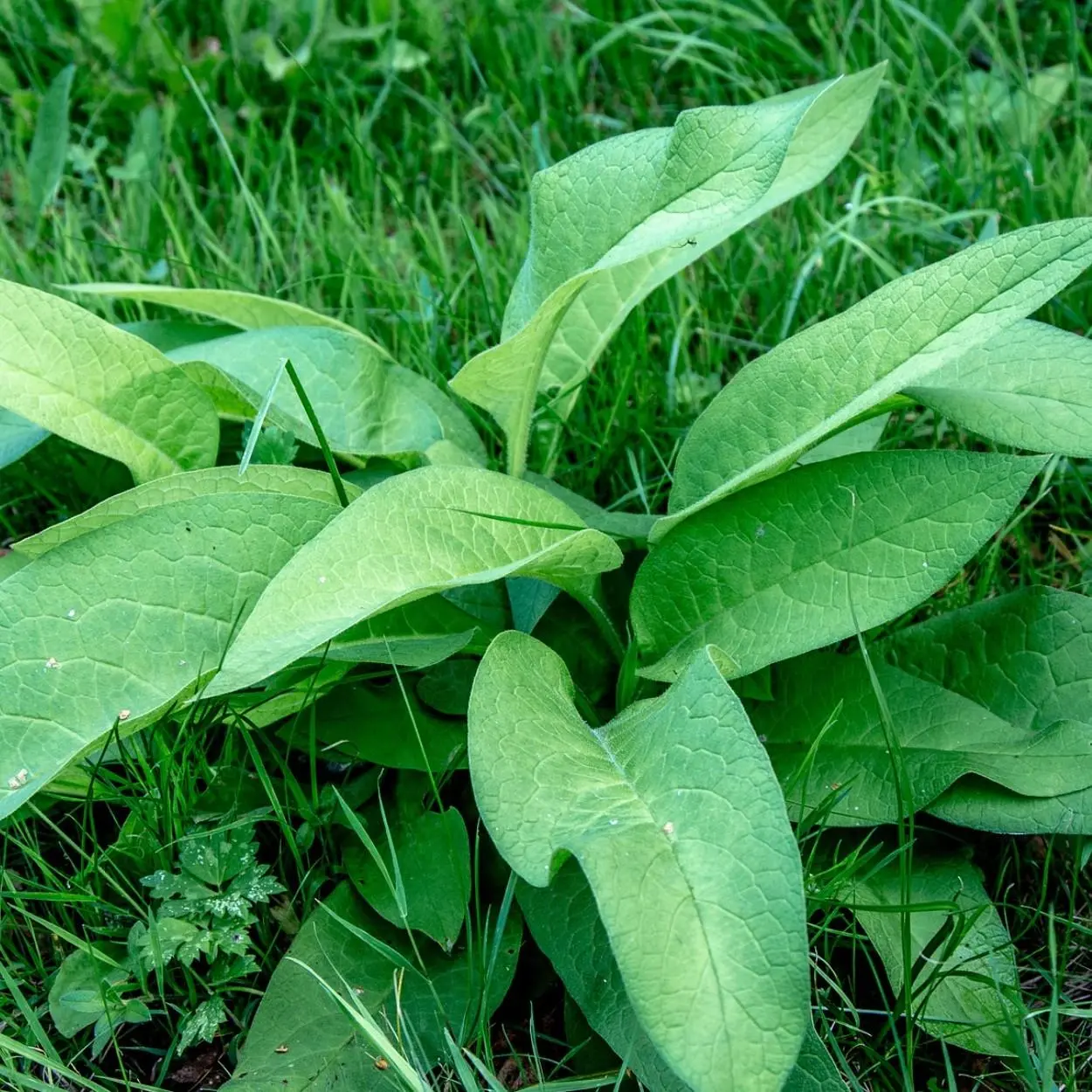 plantas alimentícias não convencionais