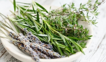 PANC: Especialistas explicam Plantas Alimentícias Não Convencionais