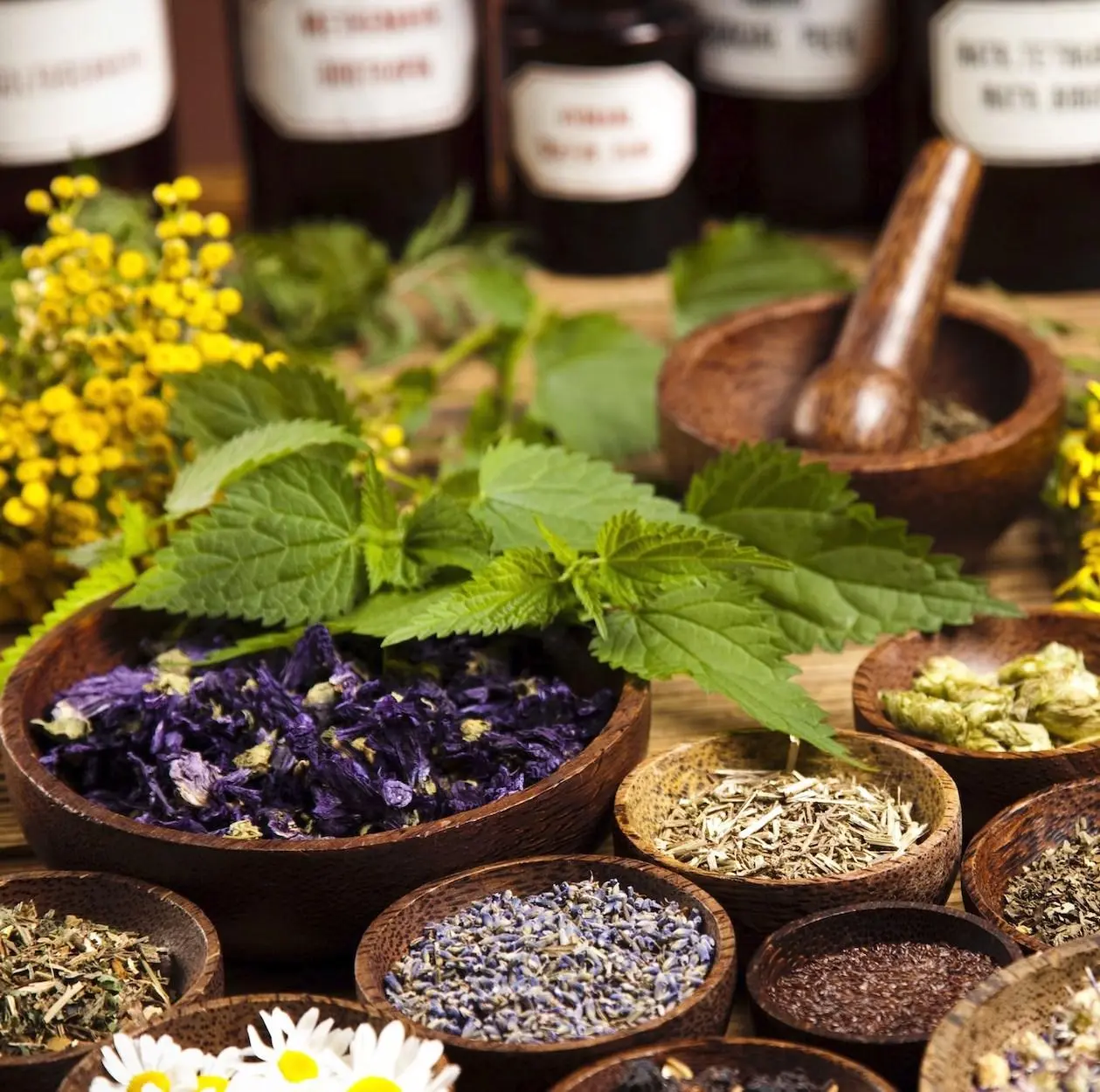 plantas medicinais e fitoterápicos