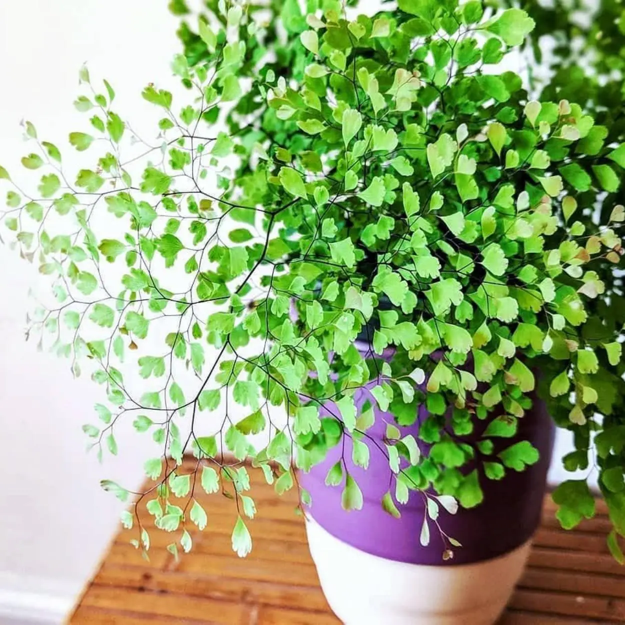 Procurando plantas para quarto? Escolha a avenca.