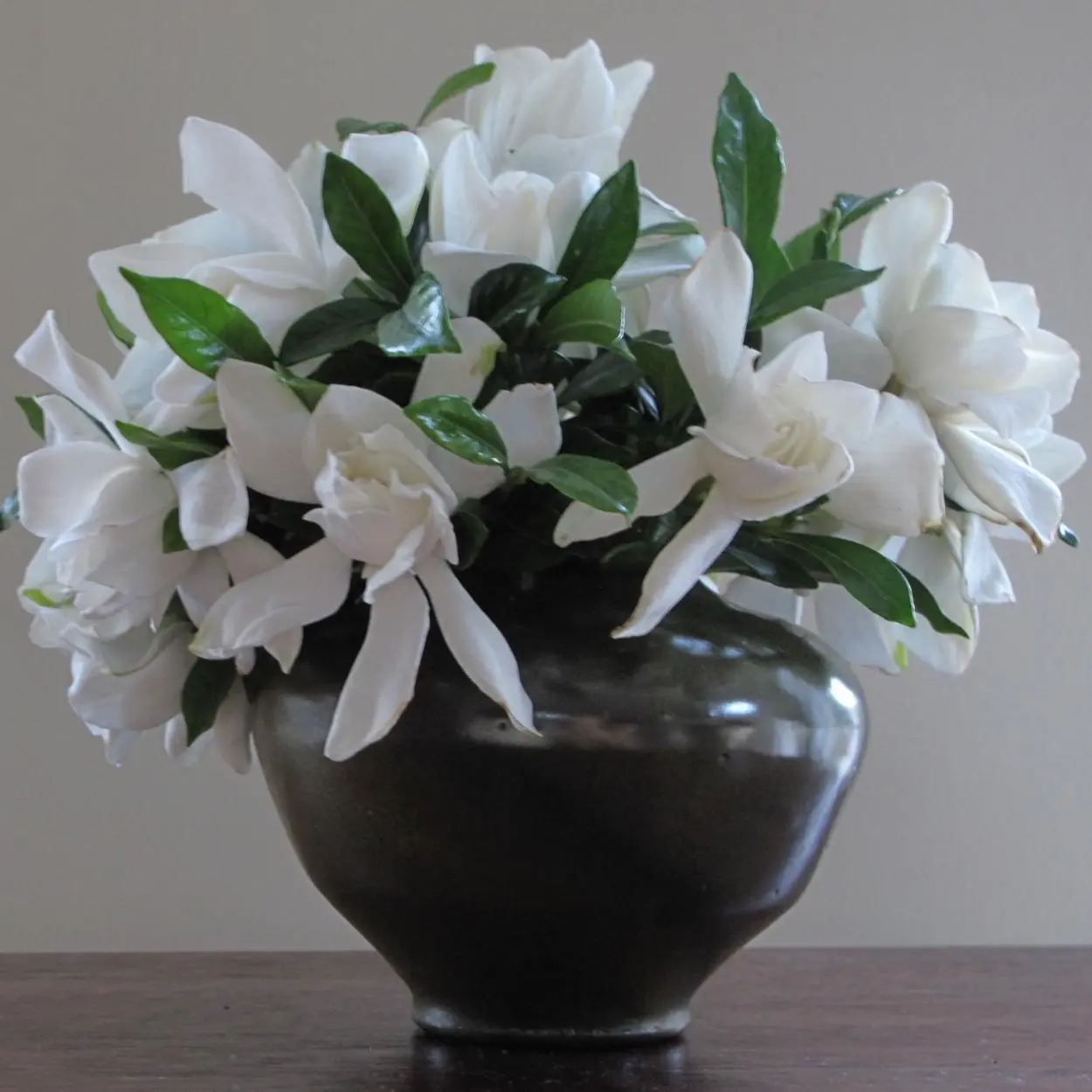 Gardênia é uma das plantas para quarto que decoram. 