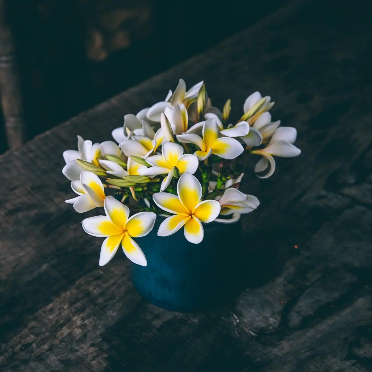 Jasmim está entre as opções de plantas para quarto.