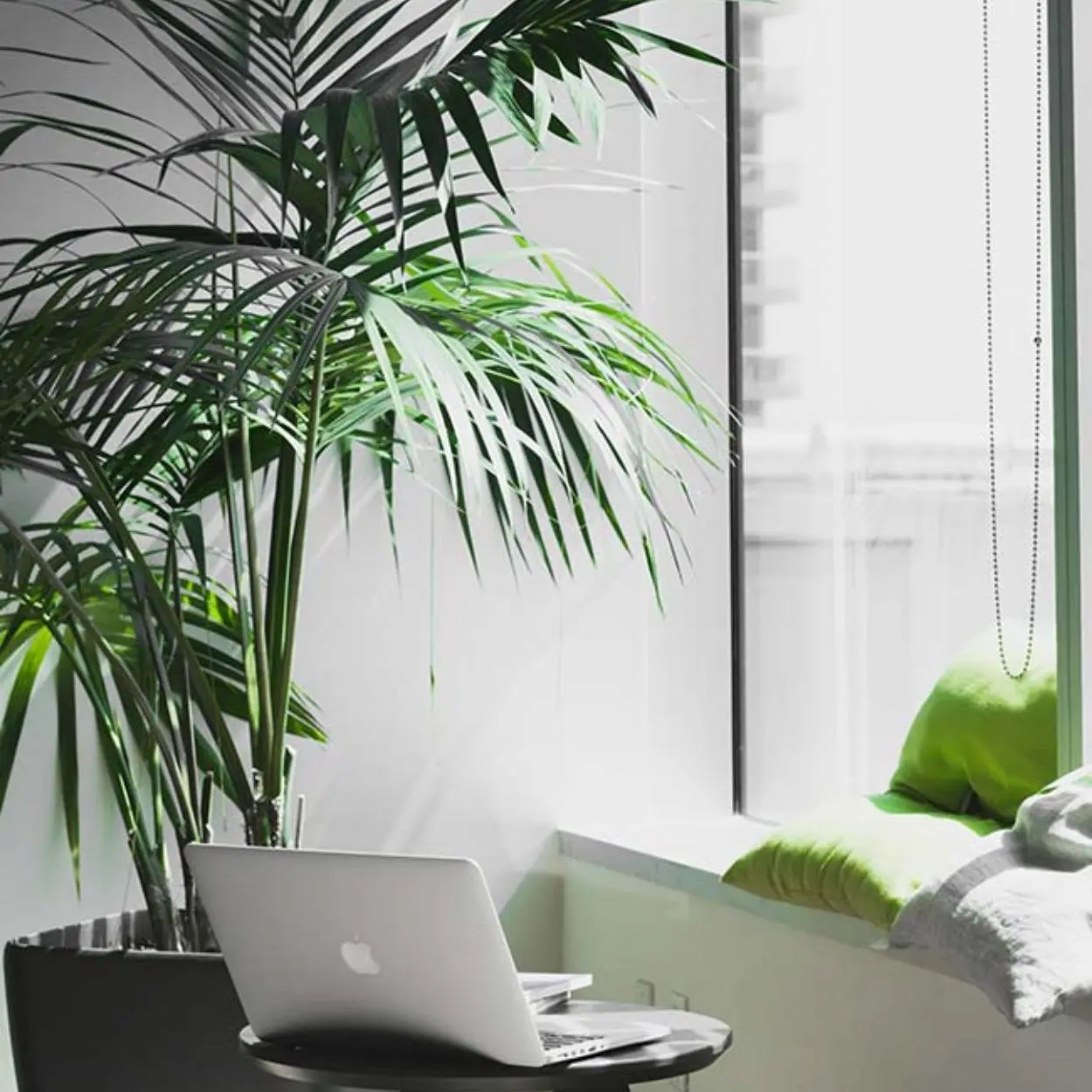 Palmeira Ráfia: plantas para quarto e escritórios. 