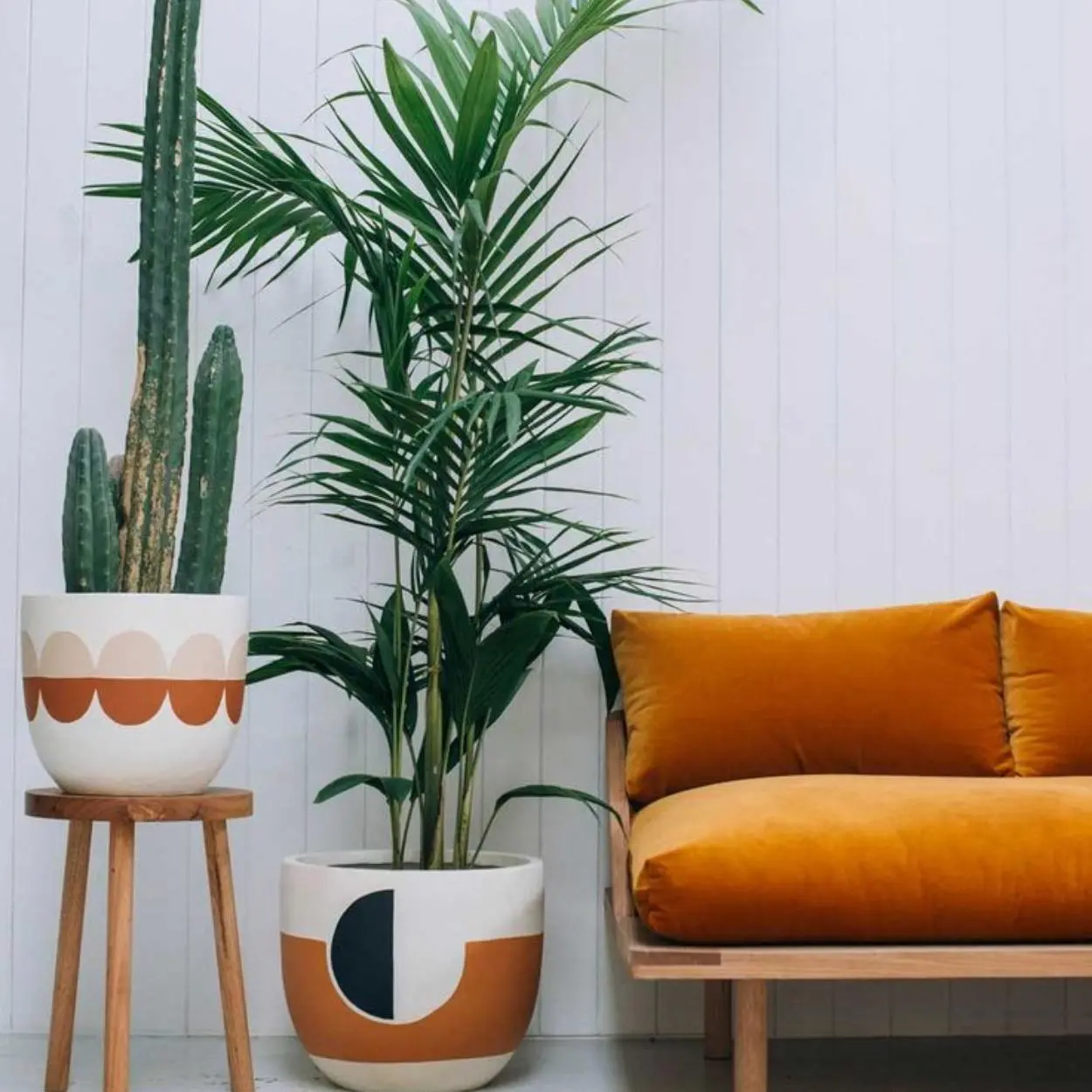 Palmeira Ráfia está nas lista de plantas para quarto.