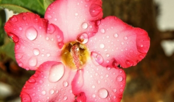 rosa-do-deserto