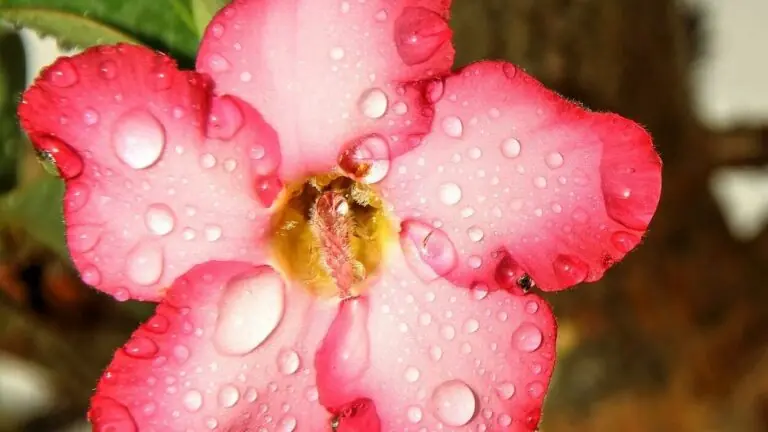 Rosa-do-deserto: saiba tudo sobre essa belíssima planta ornamental
