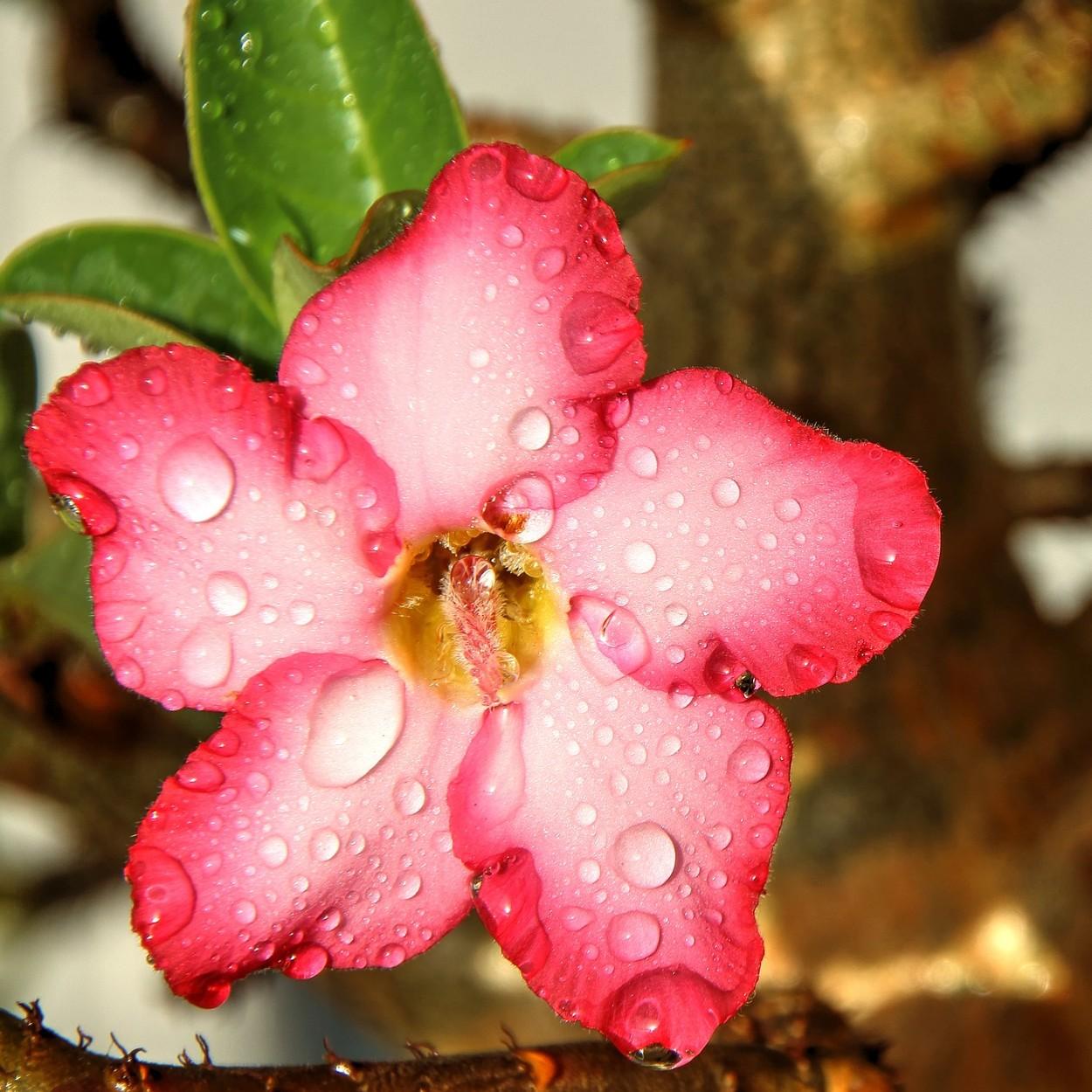 rosa-do-deserto