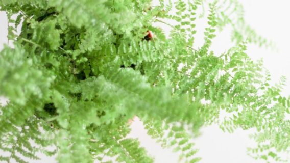 Samambaia: tudo o que você precisa saber para cultivar