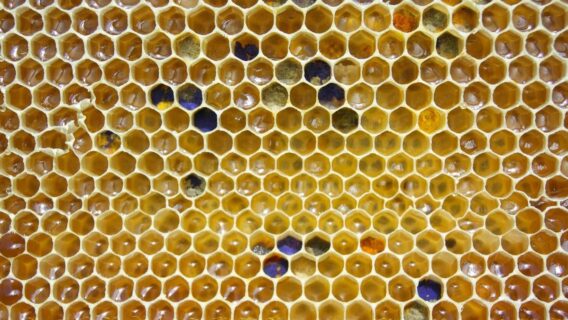 Tripofobia: entenda a doença mental que causa medo de buracos