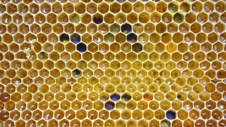 Tripofobia: entenda a doença mental que causa medo de buracos