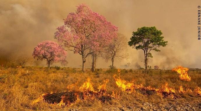 15 imagens do pantanal para entender a situação causada pelas queimadas