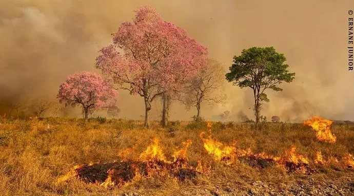 15 imagens do Pantanal para entender a situação causada pelas queimadas