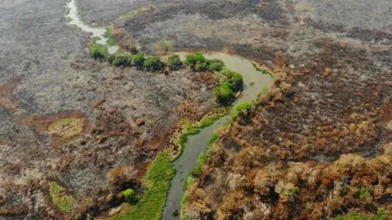 15 imagens do Pantanal que mostram a tragédia das queimadas