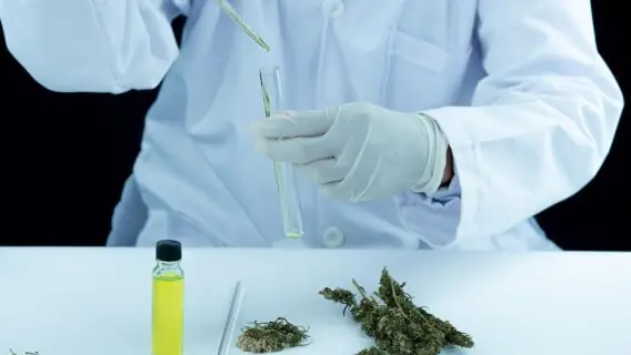 Maconha medicinal: SUS terá o medicamento a partir de 2021; saiba como será