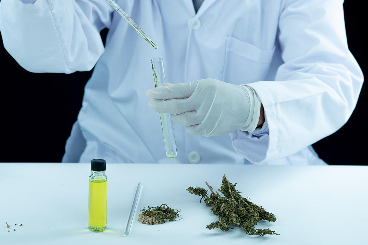 maconha medicinal