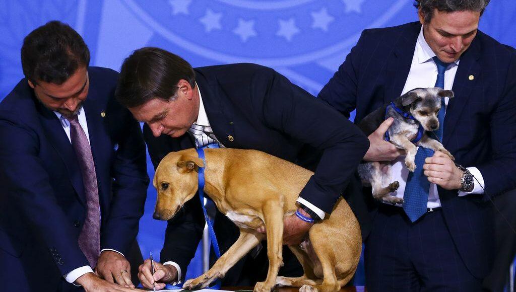 Bolsonaro sanciona lei que aumenta pena contra maus-tratos a cães e gatos