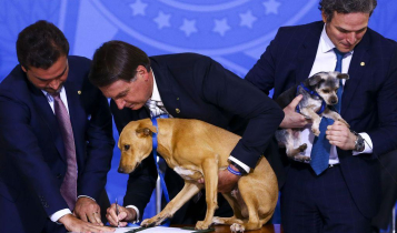 Bolsonaro sanciona lei que aumenta pena contra maus-tratos a cães e gatos