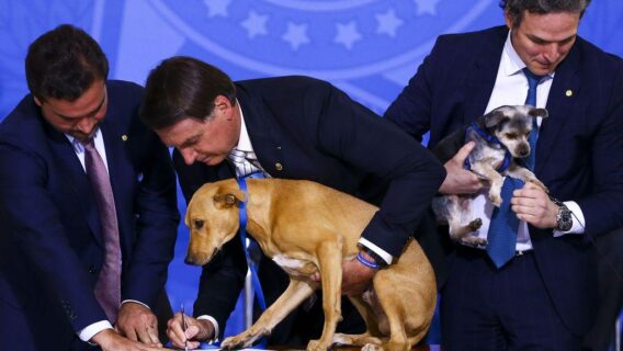 Bolsonaro aumenta pena contra maus-tratos a cães e gatos; veja o que muda