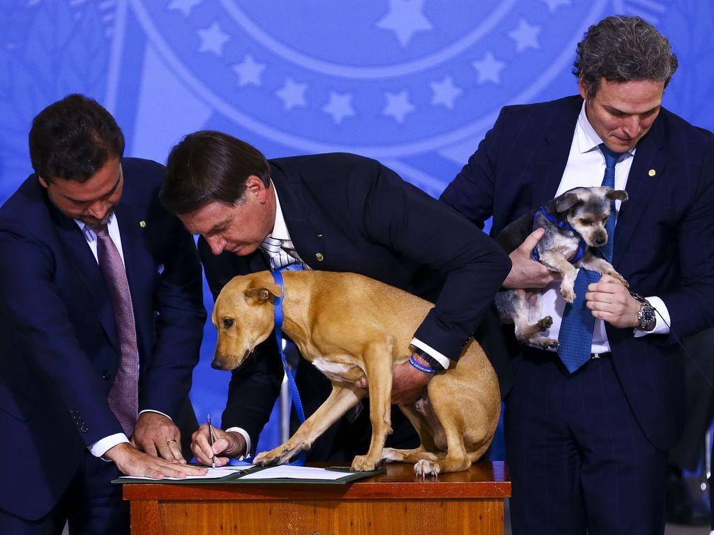 Bolsonaro sanciona lei que aumenta pena contra maus-tratos a cães e gatos