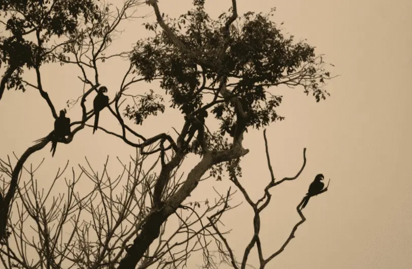 Araras buscando abrigo durante incêndio