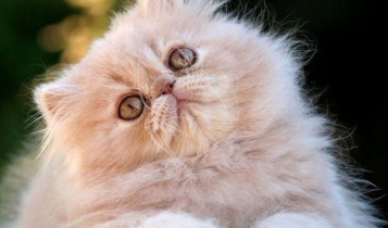 Gato Persa: saiba tudo sobre a raça que é tão amigável quanto os cães