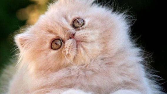 Gato Persa: saiba tudo sobre a raça que é tão amigável quanto os cães