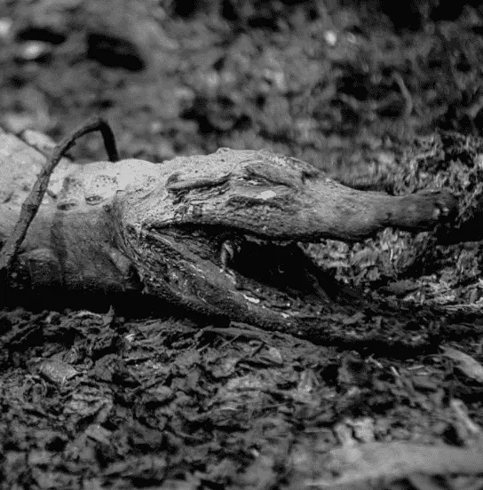 jacaré carbonizado no Pantanal