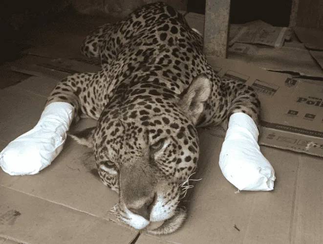 onça-pintada ferida pelas chamas