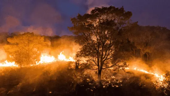 Pantanal bate recorde histórico de queimadas em 2020