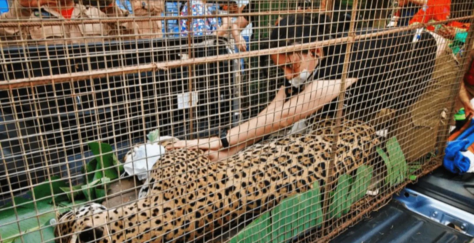 Foto mostra onça machucada em incêndio no pantanal. 