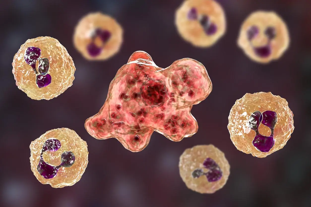 Ameba Comedora de Cérebro