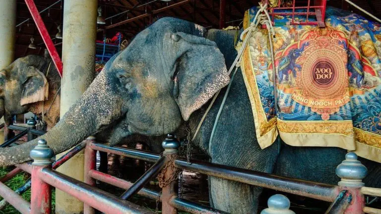 França proibirá animais selvagens em circos itinerantes