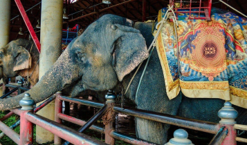 animais selvagens em circos