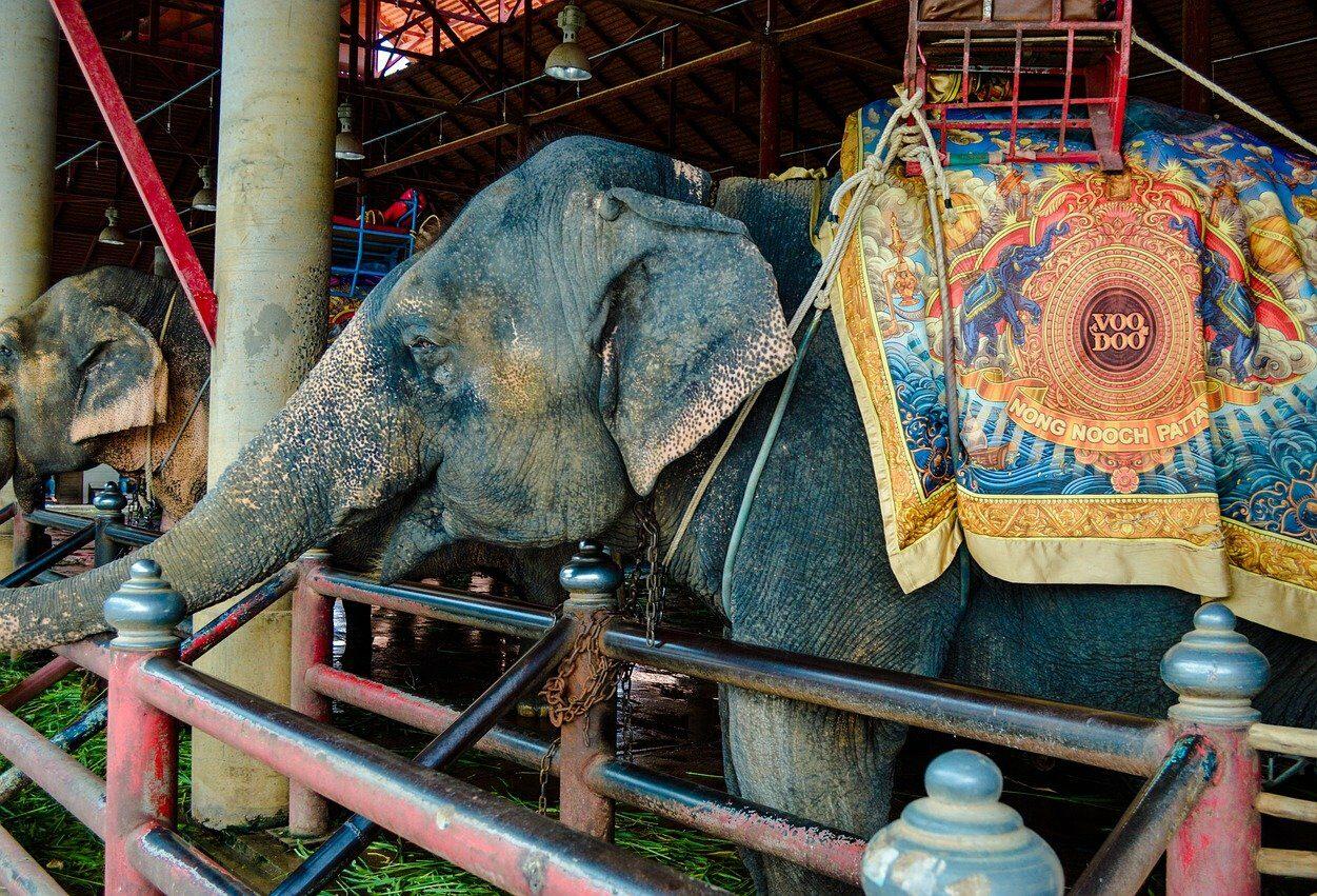 animais selvagens em circos
