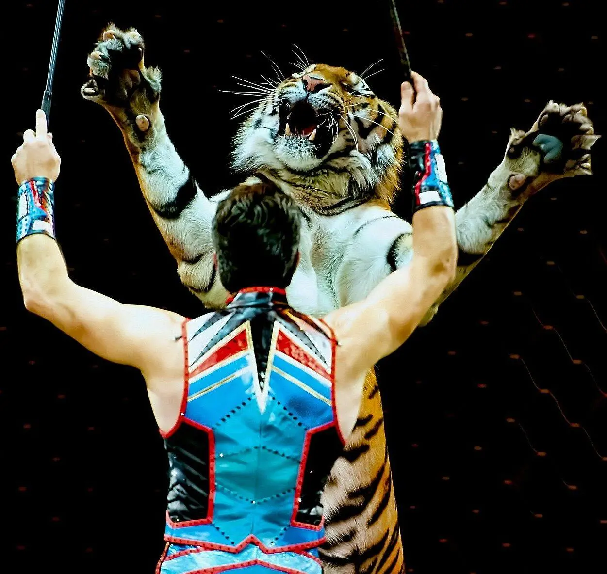 animais selvagens em circos