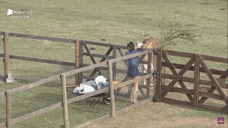 A Fazenda 2020: Stéfani não recebe ajuda em tarefa e reclama muito