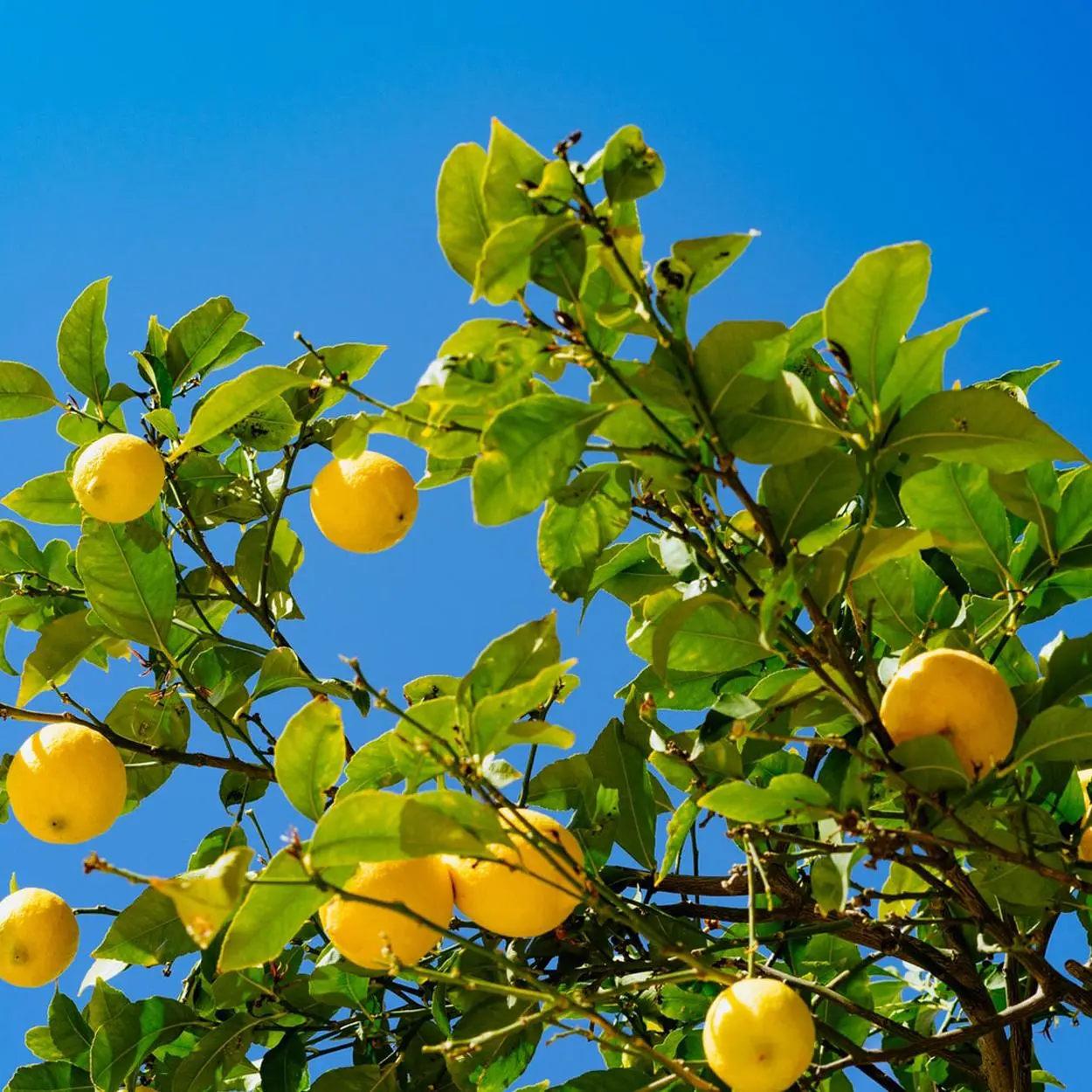 Bolo de caneca low carb de limão
