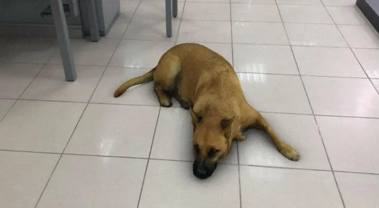 Imagem mostra um filtro do instagram imitando um vira-lata caramelo