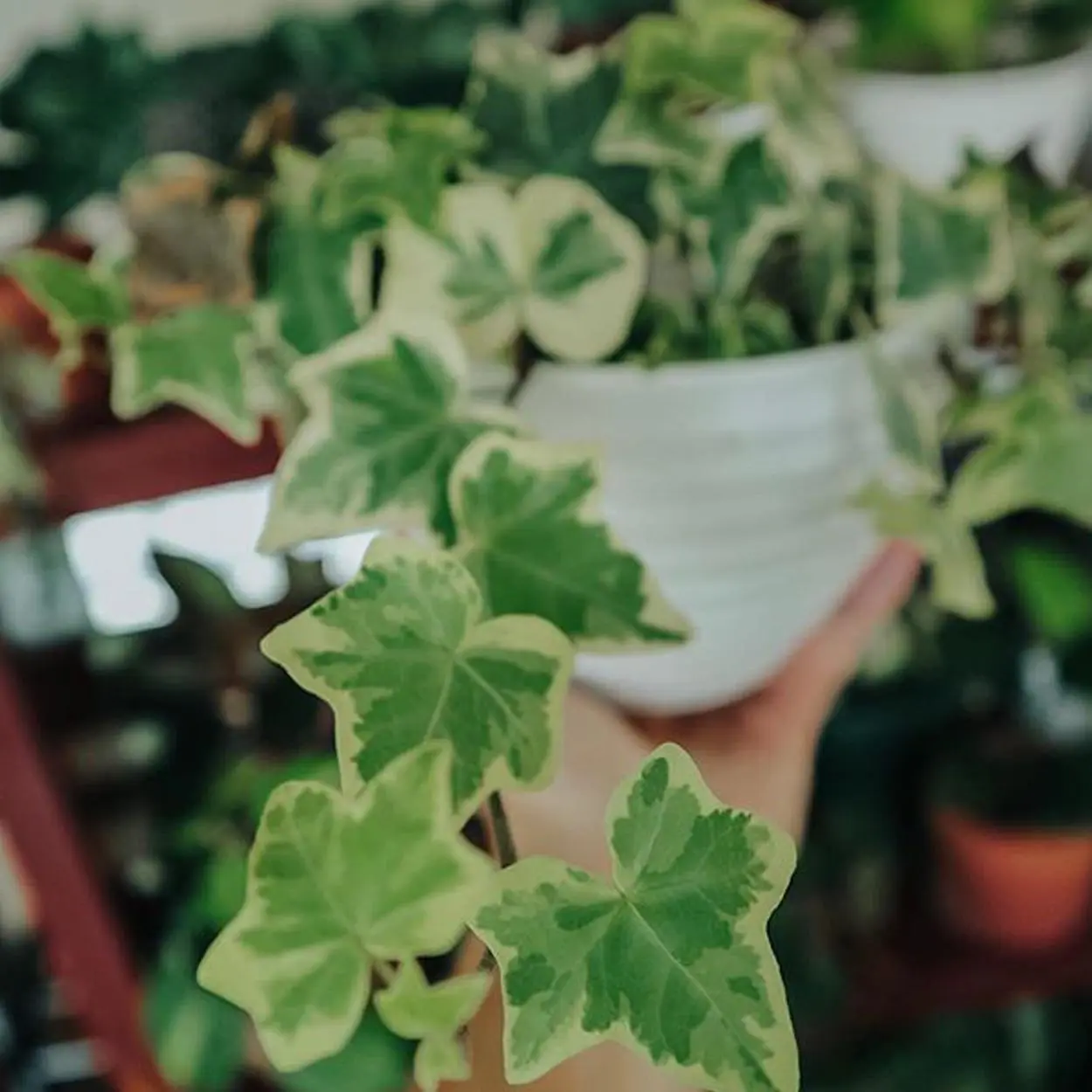 Hera inglesa goldchild Hera inglesa