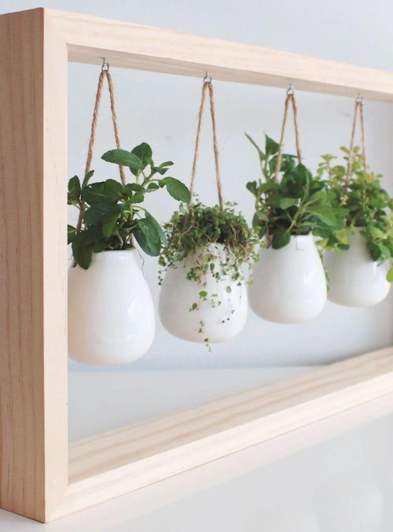 um quadro de plantas