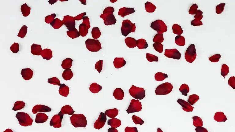 Lua cheia de Outubro: Aprenda um banho para atrair a energia do amor