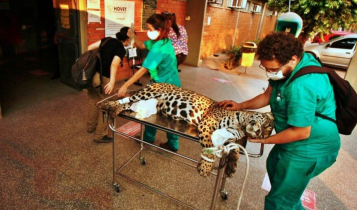 Pantanal em chamas