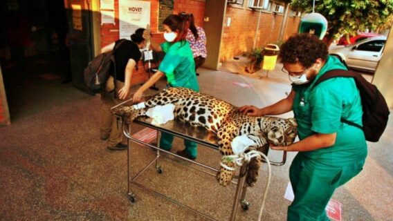 Pantanal em chamas: conheça 11 iniciativas e saiba como ajudar a região