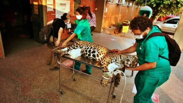 Pantanal em chamas: conheça 11 iniciativas e saiba como ajudar a região