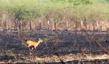 incêndio no Pantanal