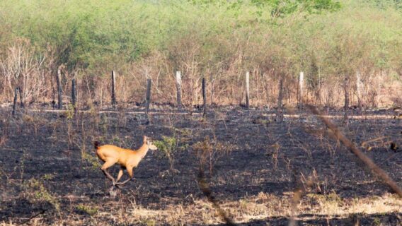 Queimadas no Pantanal: entenda o que está acontecendo na região