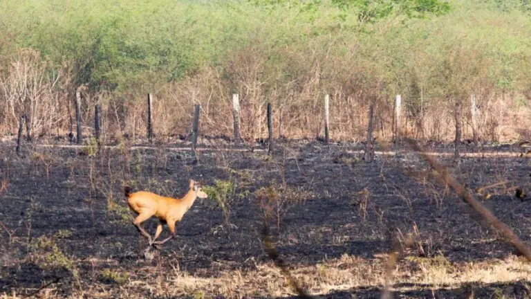 Queimadas no Pantanal: entenda o que está acontecendo na região