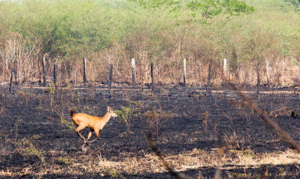 incêndio no Pantanal